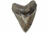 Serrated, 4.82" Fossil Megalodon Tooth - Brown Coloration - #202560-2
